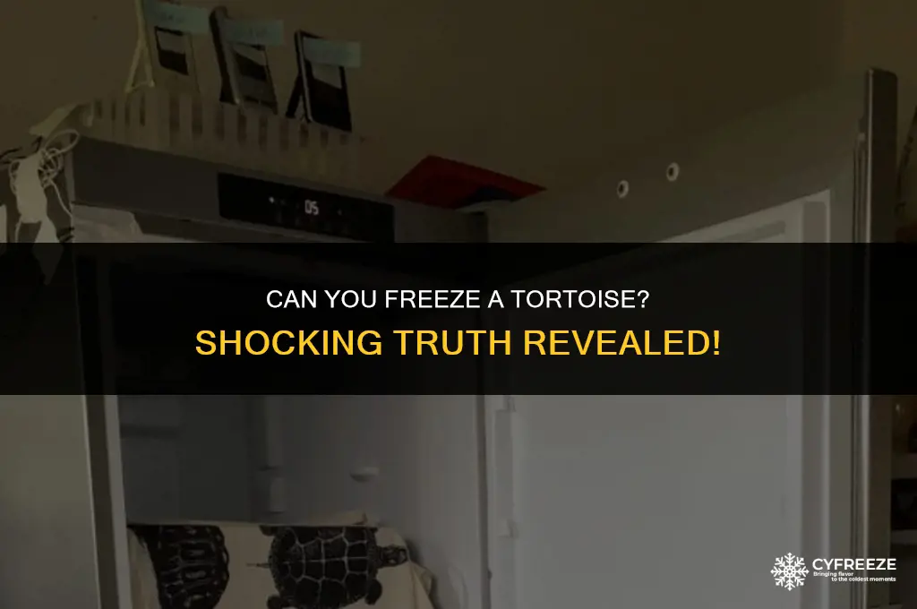 can you put a tortoise in the freezer