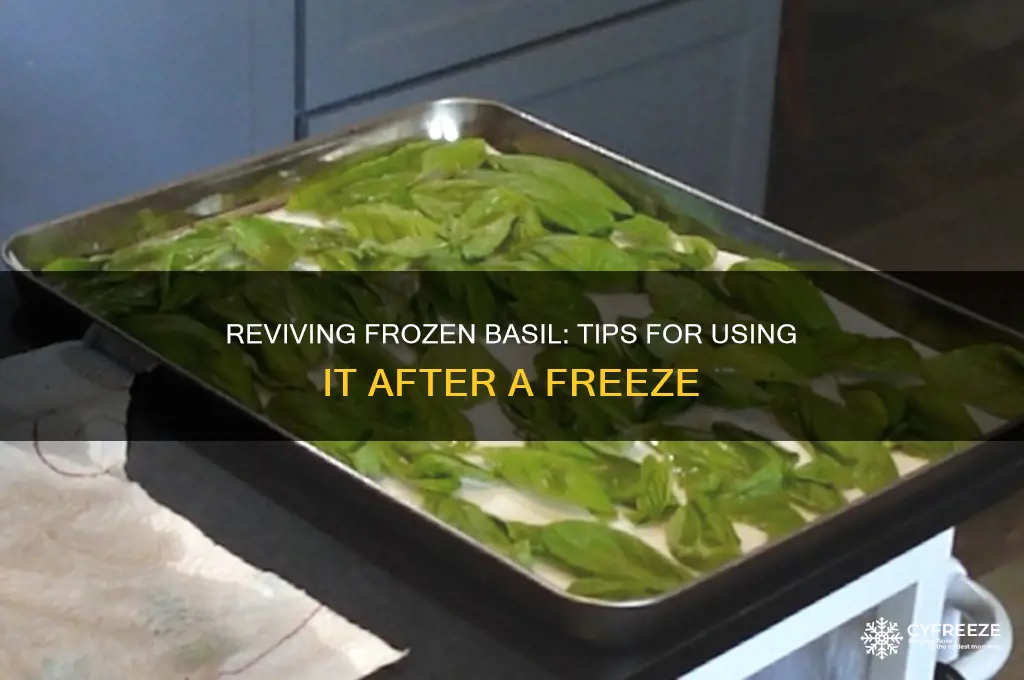 can you use basil after a freeze