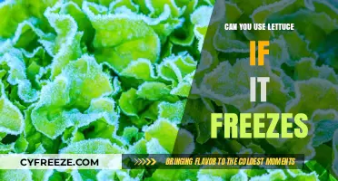 Frozen Lettuce: Can You Still Use It After It Freezes?