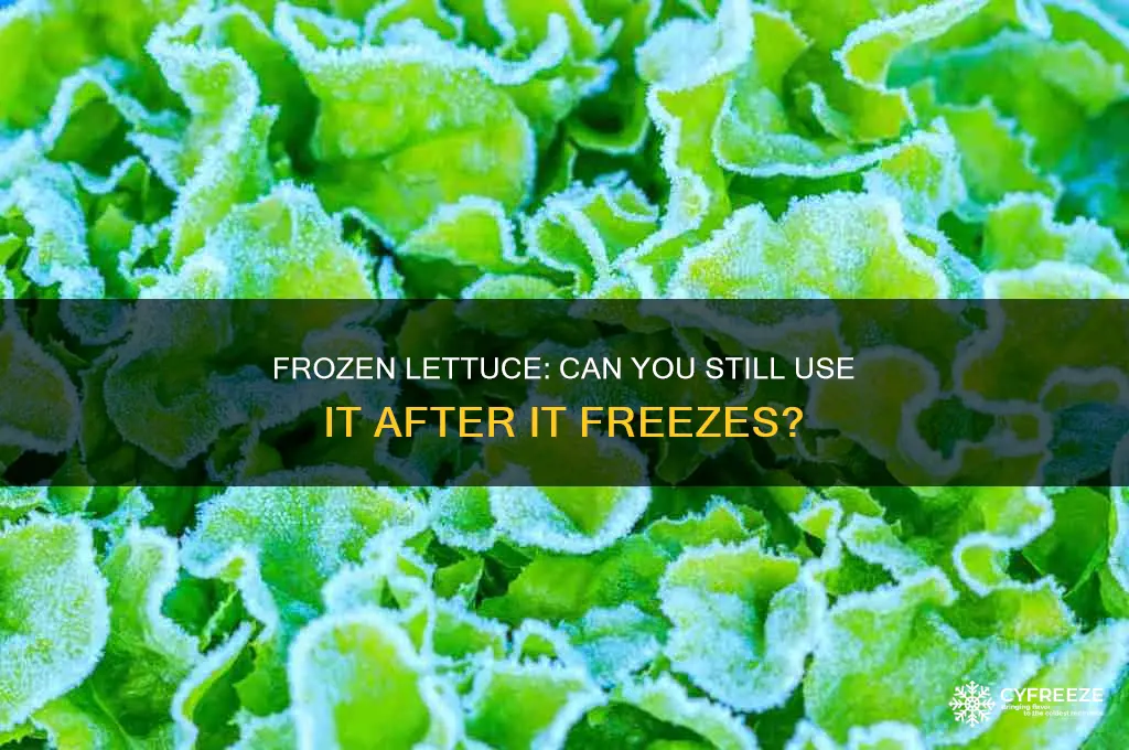 can you use lettuce if it freezes