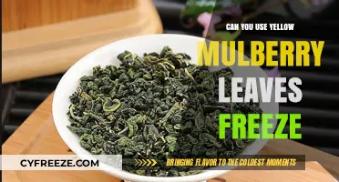 Freezing Yellow Mulberry Leaves: A Guide to Preservation and Use