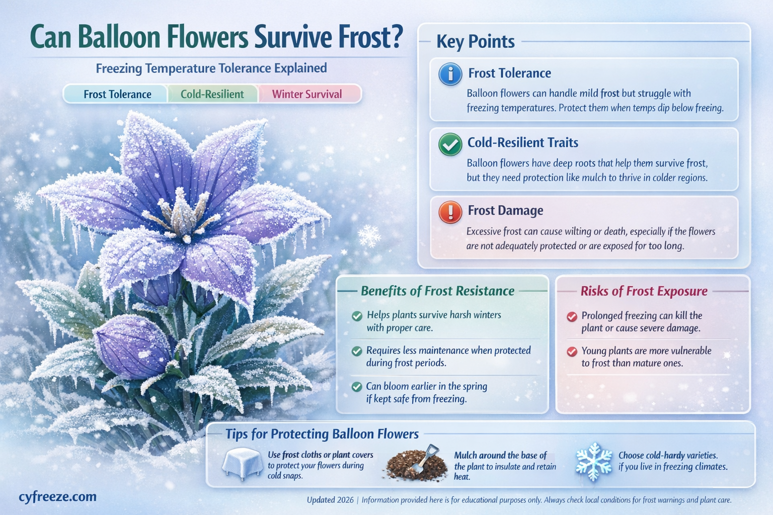 can baloon flowers tolerate freezing temperatures