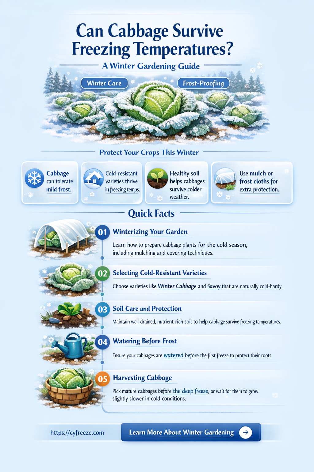 can cabbage survive freezing temperatures