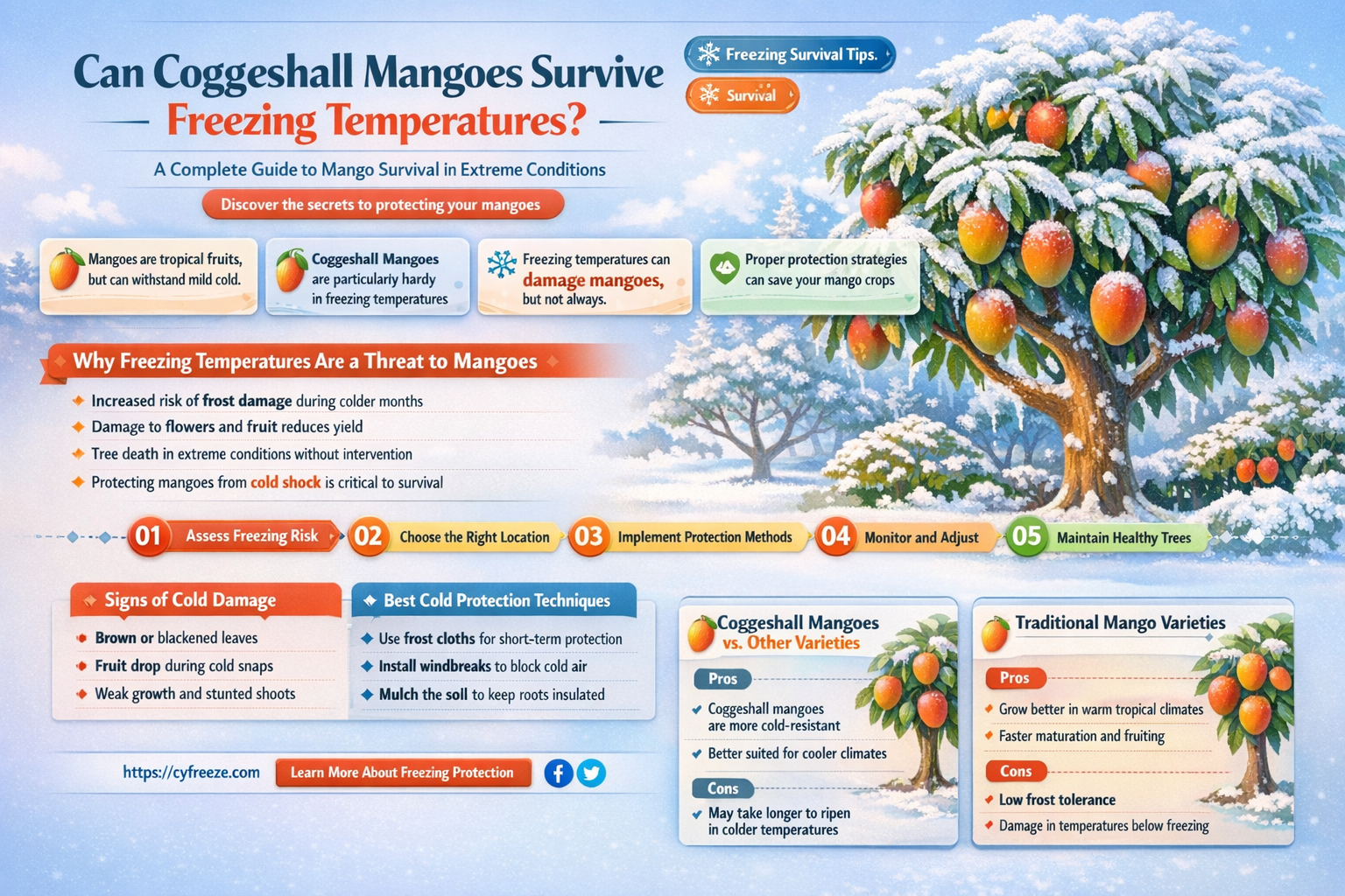 can coggeshall mangoes take freezing temperature