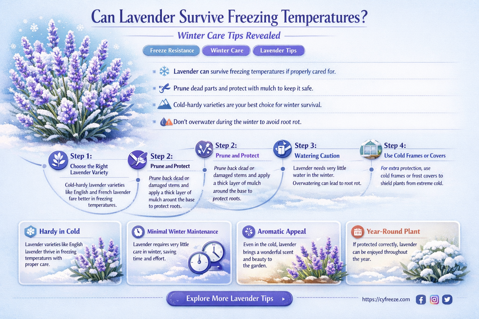 can lavender survive freezing temperatures