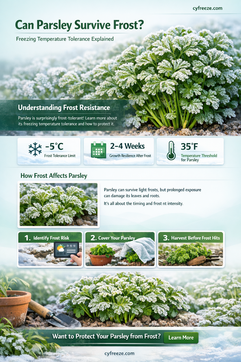 can parsley withstand freezing temperatures