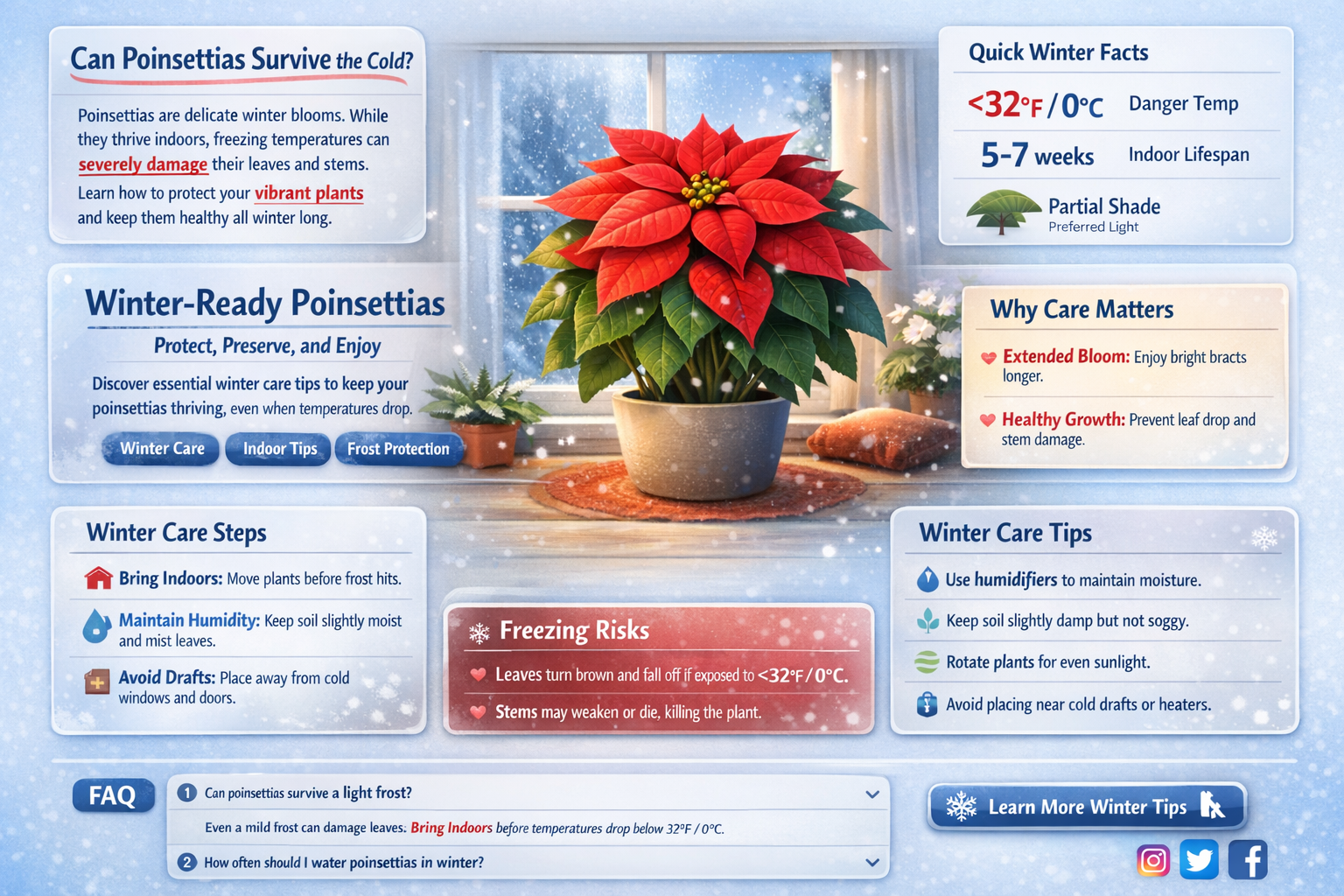 can a poinsettia take freezing temperatures