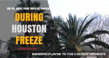 Houston Freeze Impact: Did Small Palm Trees Survive the Cold?