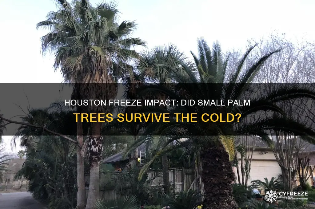 did the small palm trees get damaged during houston freeze