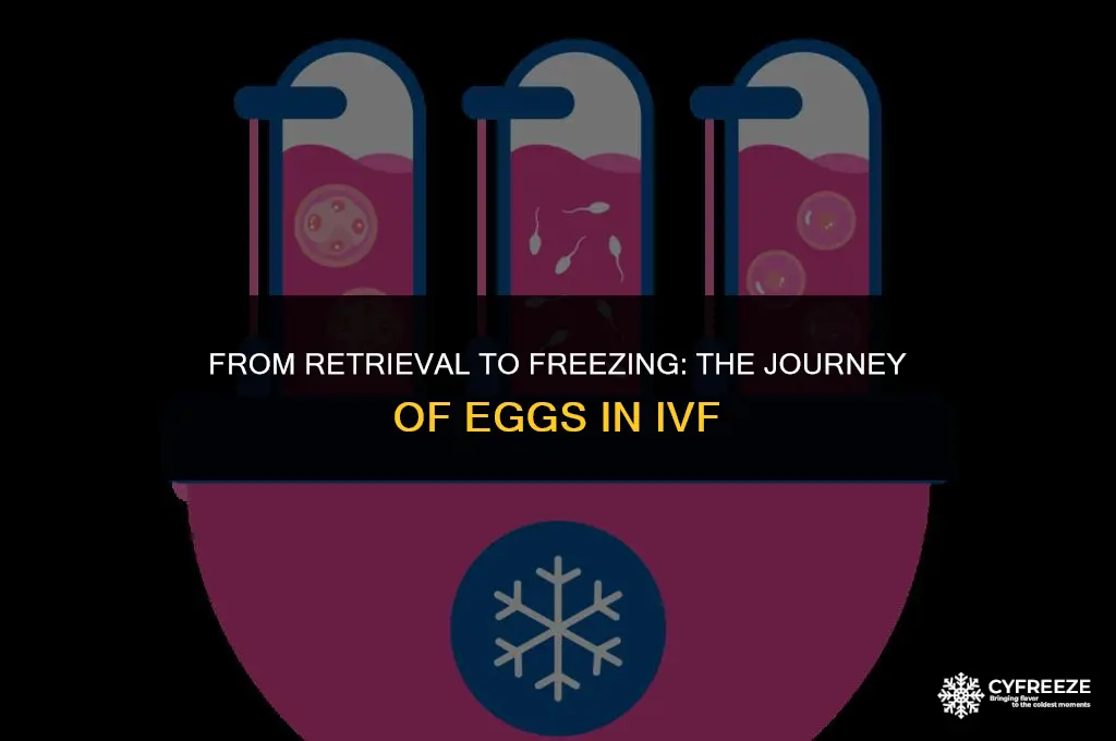 do all eggs retrieved make it to freezing