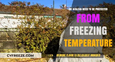 Protecting Azaleas: Essential Tips for Freezing Temperature Survival