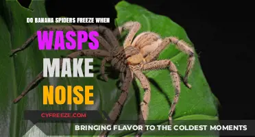 Chilling Banana Spiders: The Surprising Impact of Wasp Noises