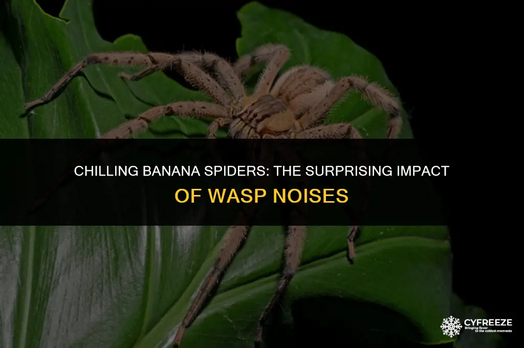 do banana spiders freeze when wasps make noise