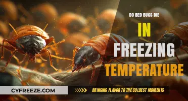 Can Freezing Temperatures Kill Bed Bugs? The Chilling Truth Revealed