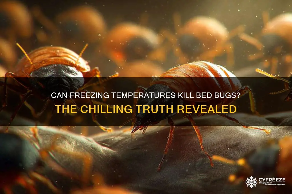 do bed bugs die in freezing temperatures