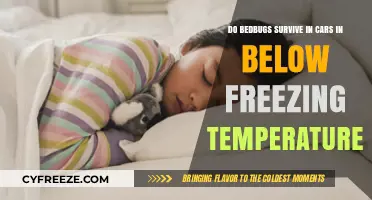 Can Bedbugs Survive in Cars During Freezing Winter Temperatures?