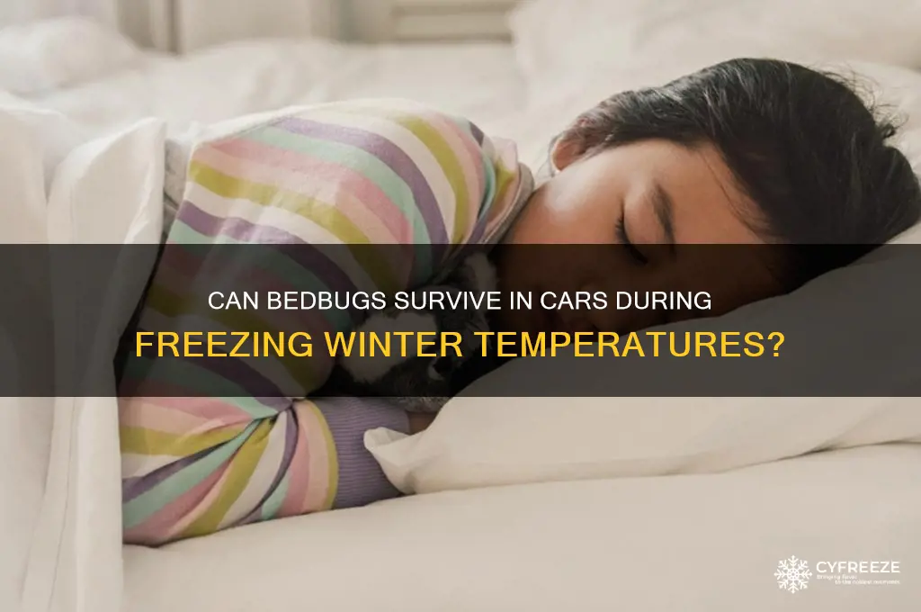 do bedbugs survive in cars in below freezing temperatures