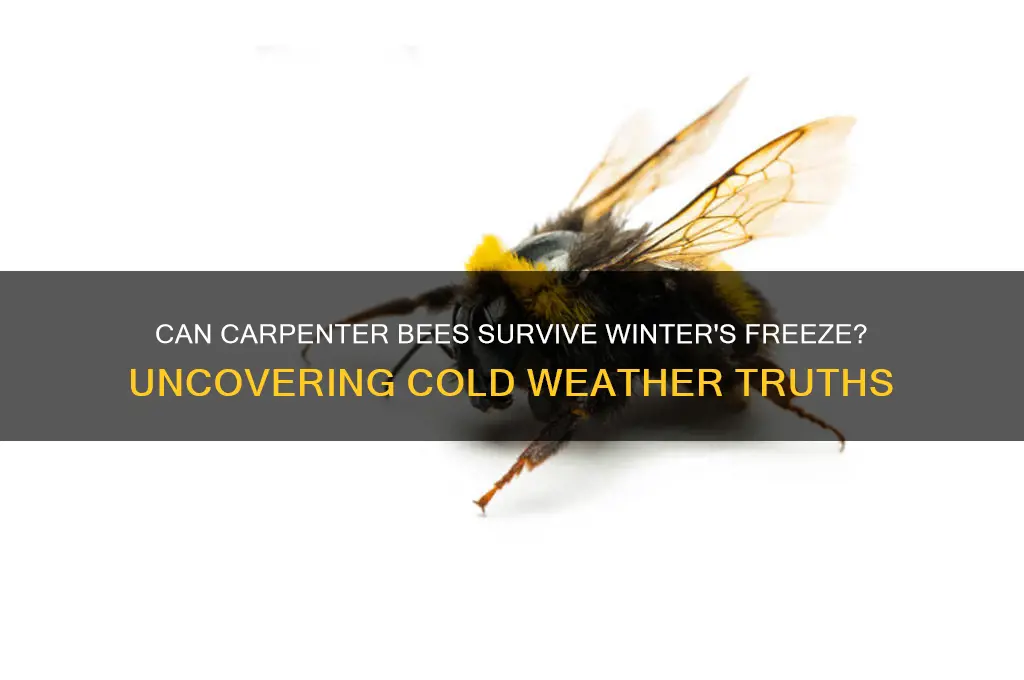 do carpenter bees die in below freezing temperatures