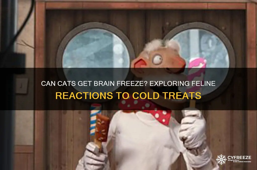 do cats get brain freeze