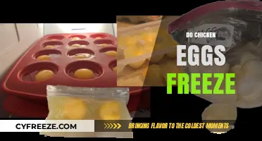 Can You Freeze Chicken Eggs? A Complete Guide to Egg Preservation