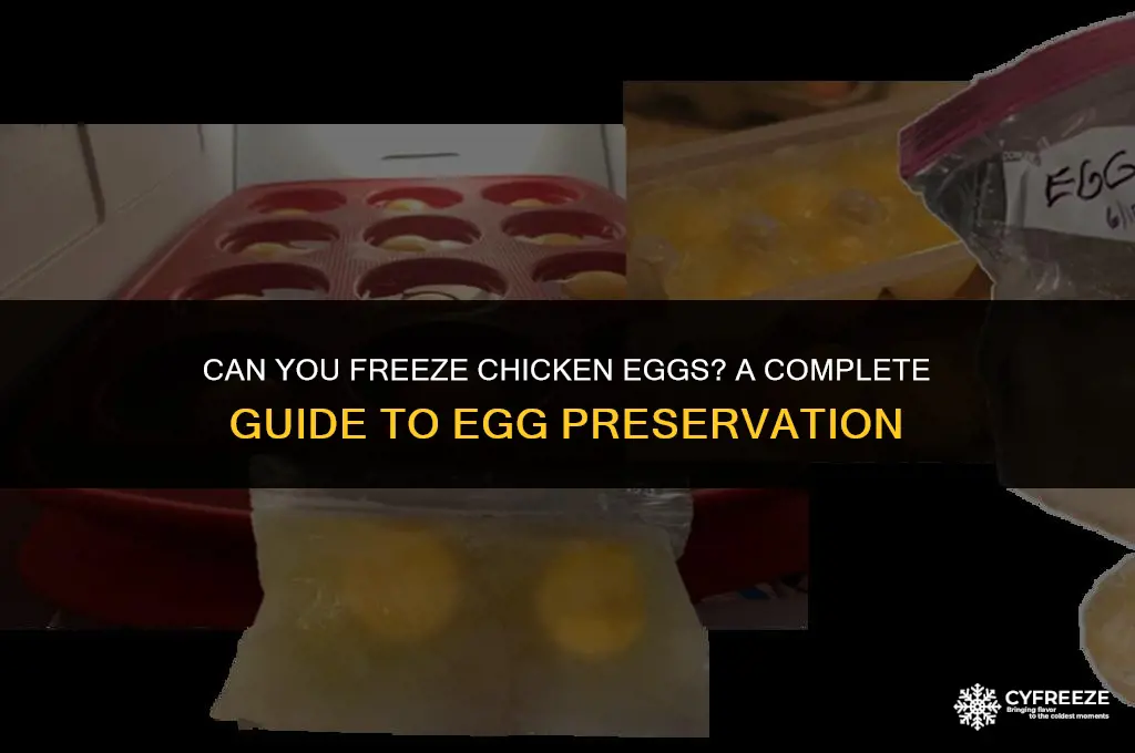 do chicken eggs freeze