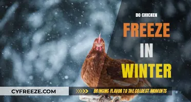 Chill Chickens: Do They Freeze in Winter?