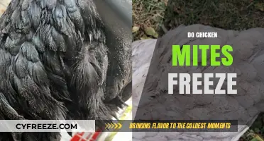 Chilling Facts: Do Chicken Mites Survive Winter's Freeze?