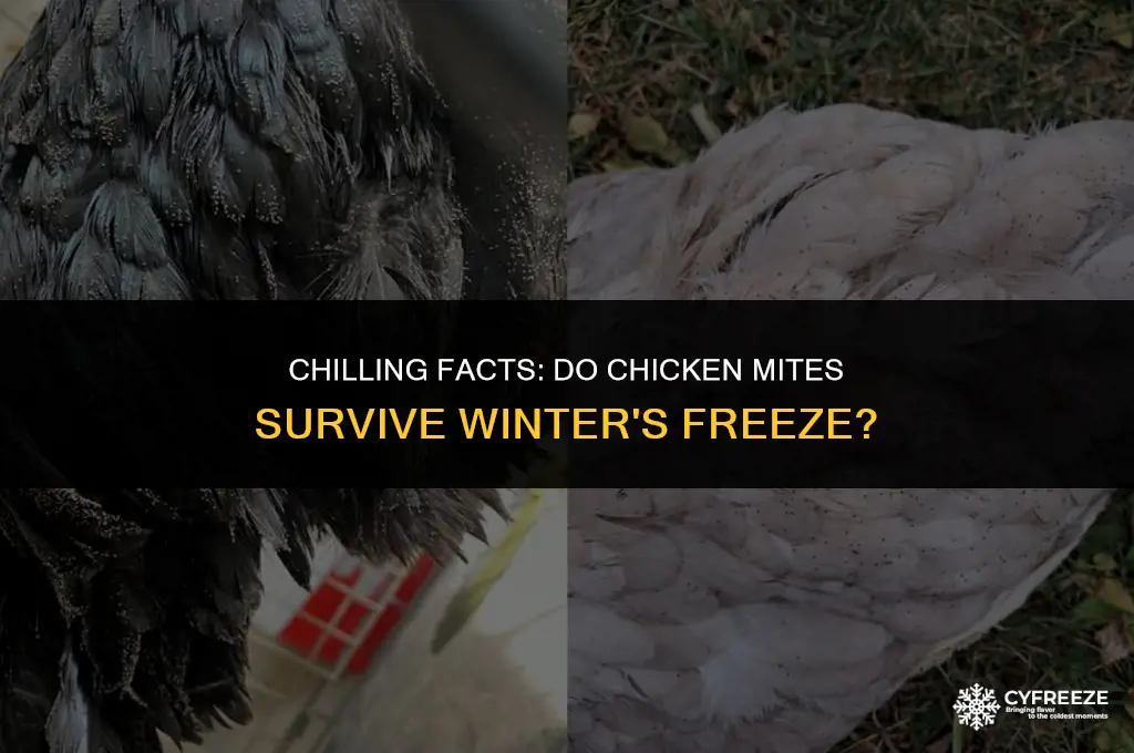 do chicken mites freeze