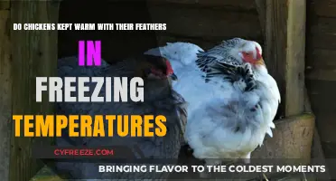 How Chickens Stay Warm in Freezing Temperatures with Their Feathers