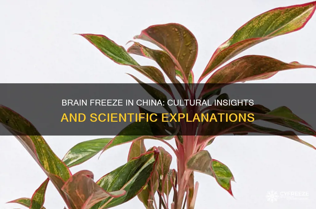 do chinese get brain freeze