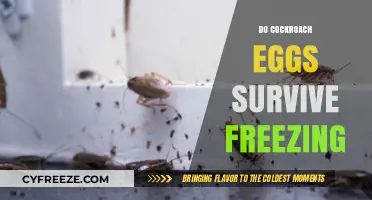 Can Cockroach Eggs Survive Freezing Temperatures? The Surprising Truth