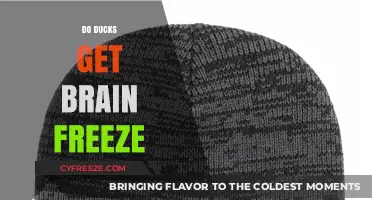 Can Ducks Get Brain Freeze? Unraveling the Myth Behind Cold Snacks