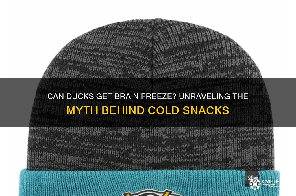 do ducks get brain freeze