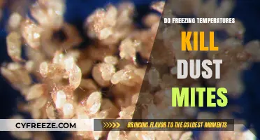 Can Freezing Temperatures Eliminate Dust Mites in Your Home?