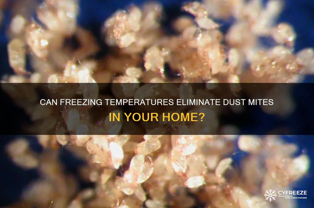 do freezing temperatures kill dust mites