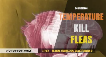 Can Freezing Temperatures Effectively Kill Fleas? What You Need to Know