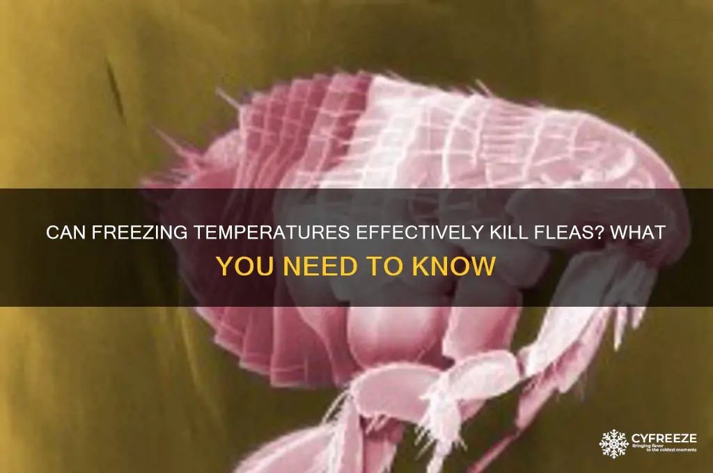 do freezing temperatures kill fleas