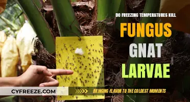 Freezing Temperatures: Effective Solution to Eradicate Fungus Gnat Larvae?