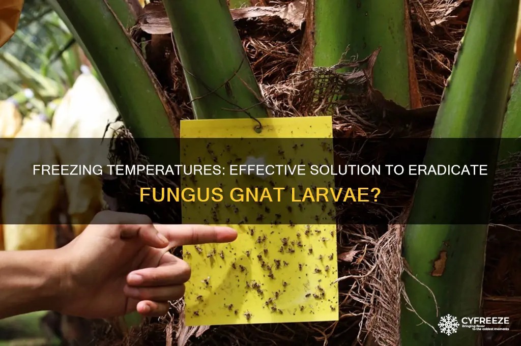do freezing temperatures kill fungus gnat larvae