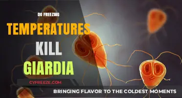 Freezing Temperatures and Giardia: Can Cold Weather Kill the Parasite?