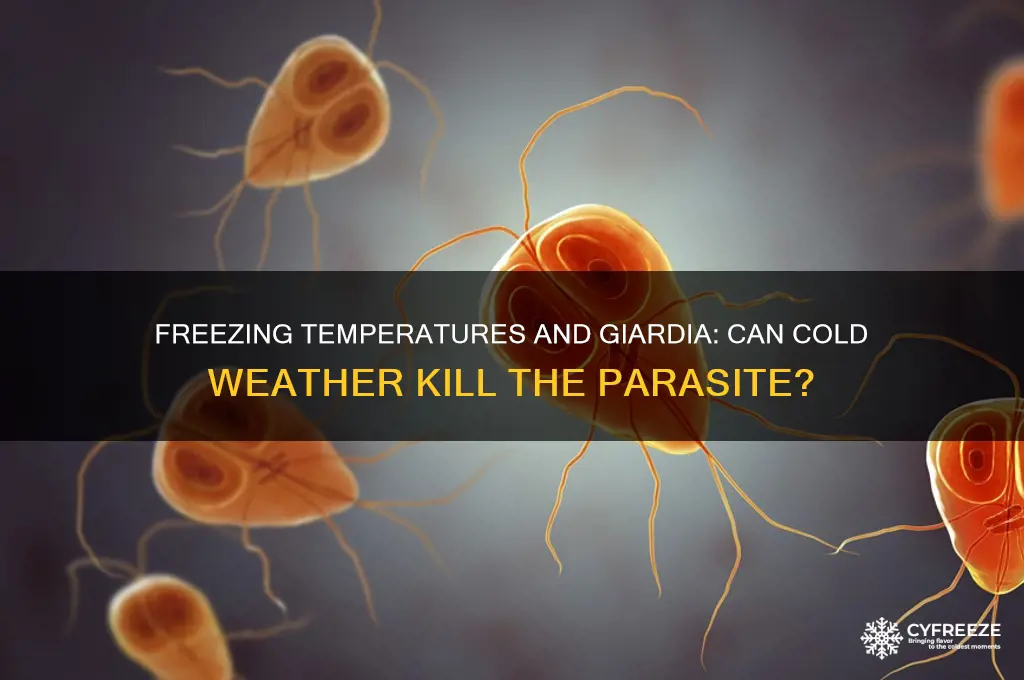 do freezing temperatures kill giardia