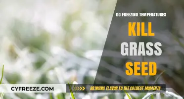 Can Grass Seed Survive Frost? Freezing Temps and Lawn Care Tips