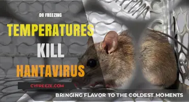 Can Freezing Temperatures Eliminate Hantavirus? Understanding the Risks and Facts