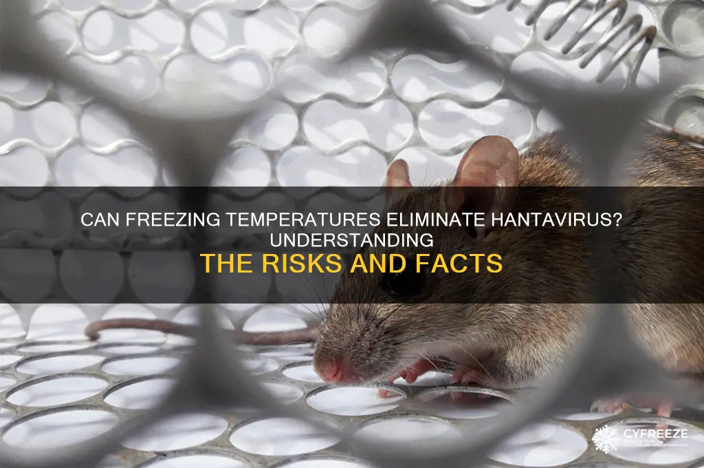 do freezing temperatures kill hantavirus
