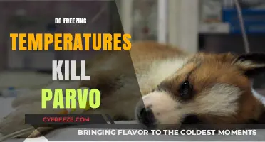 Can Freezing Temperatures Kill Parvo? Facts and Myths Explained