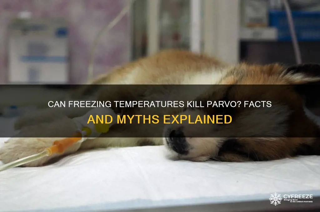do freezing temperatures kill parvo