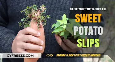 Can Sweet Potato Slips Survive Frost? Freezing Temps and Growth Tips