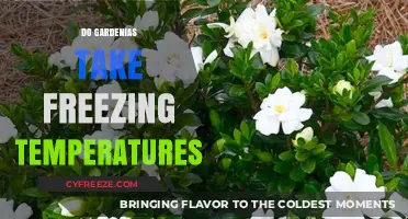 Can Gardenias Survive Frost? Freezing Temperature Tolerance Explained