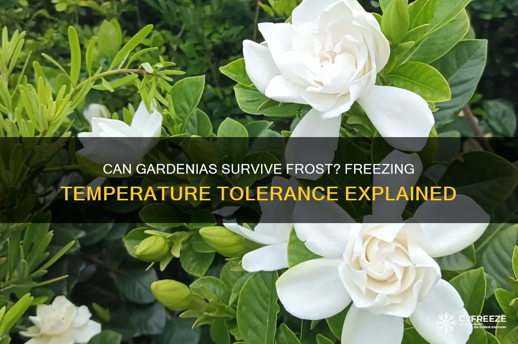 do gardenias take freezing temperatures