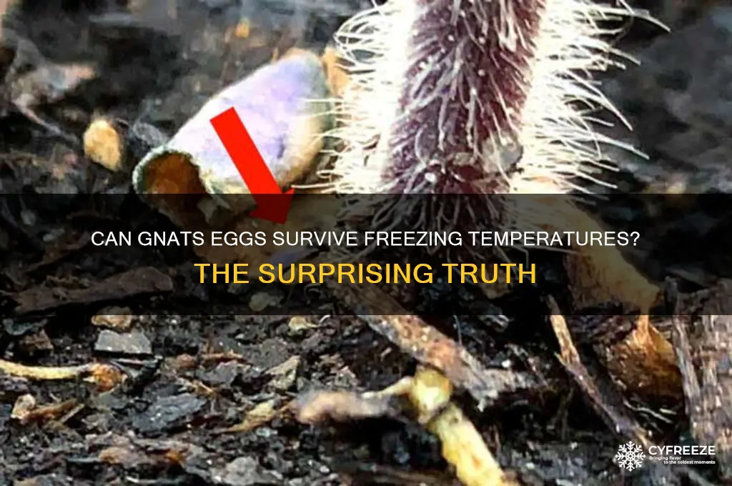 do gnats eggs die when they freeze